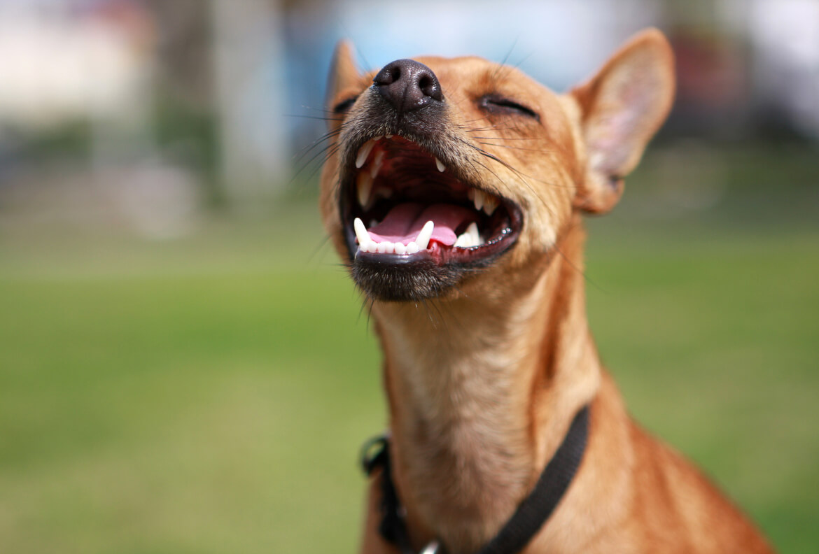 Hundens Tandskifte: Et Bid ind i Din Firbenede Vens Lykkelige Voksenliv